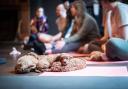 Adorable toy cockerpoo puppies taking a break during the yoga session