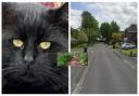 Billy,  a lost cat found roaming round Willow Lane has been given a new home