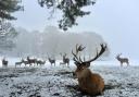 Explore Tatton Park's 1,000 acre deer park for half price