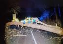 A tree was brought down by heavy winds in Styal