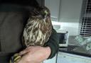 A buzzard rescued from the M6 has been released back into the wild