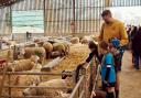 Families can visit the lambing shed as Spring Fest comes to Alderley Edge