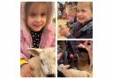Children snuggle newborn lambs and hold day-old chicks at Bidlea Dairy