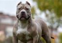 Stock image of an XL Bully type dog
