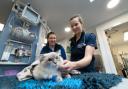 Vet, Kate Barnes (right) assisted by vet nurse, Megan Whitby, at Knutsford Veterinary Surgery