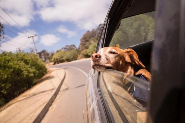 Oxford to Wye Valley: the dog-friendly roadtrip to take this summer