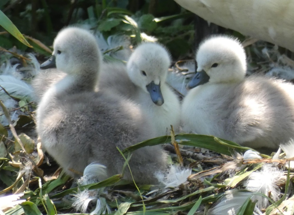 cygnets just hatched