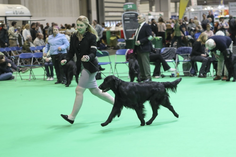 Charlotte competing at Crufts with Chance