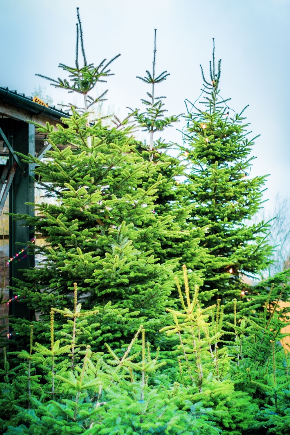 Christmas trees range from 25ft to three foot