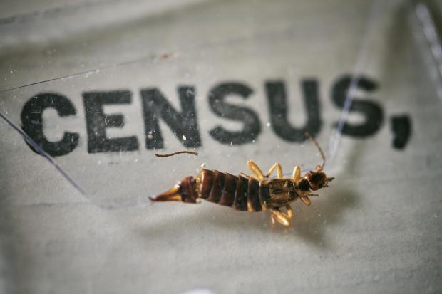 Knutsford Guardian: An insect, which died at some point in the last 100 years, being removed from the pages of the 1921 Census at the Office for National Statistics (ONS) near Southampton. Photo via PA.