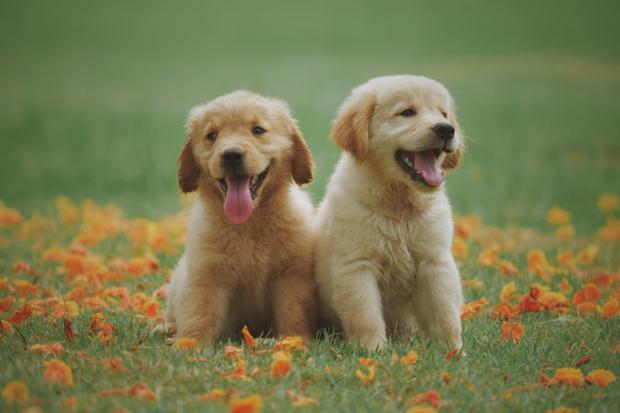 Knutsford Guardian: Two Labrador puppies in a meadow. Credit: Canva
