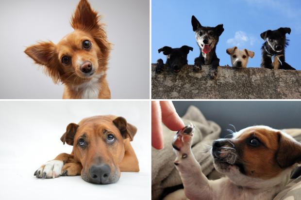 Knutsford Guardian: Seven adorable dogs. Credit: Canva