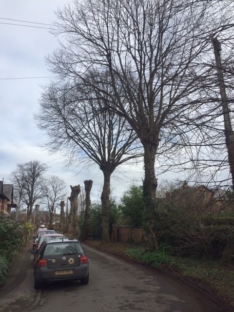 Four trees have been pollarded and three left untouched in St Johns Avenue