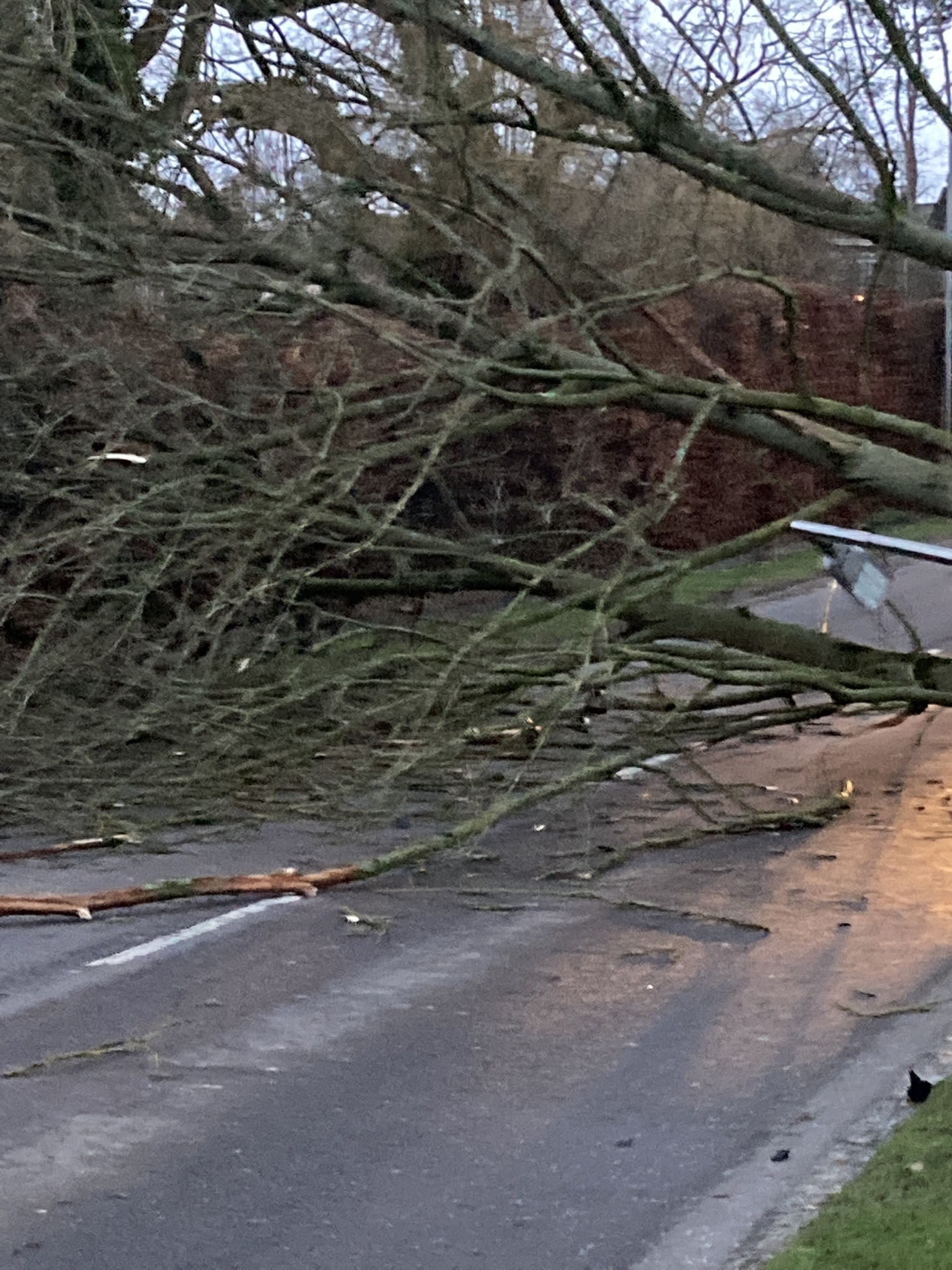 A fallen tree blocks Macclesfield Road leading into Holmes Chapel
