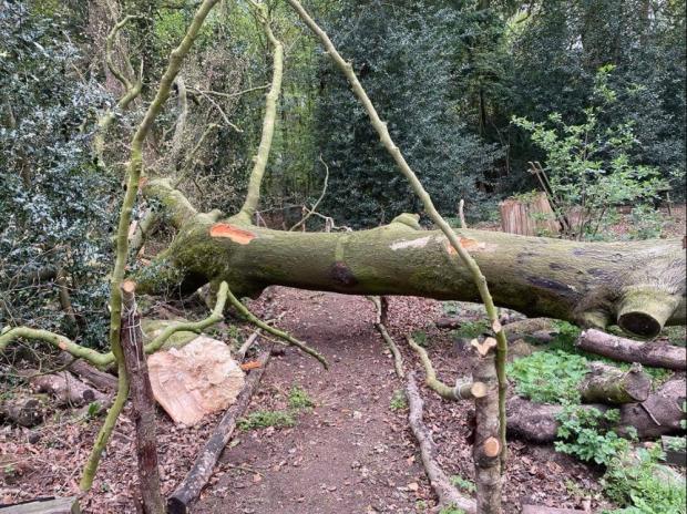 Knutsford Guardian: The ancient tree blocked a pathway