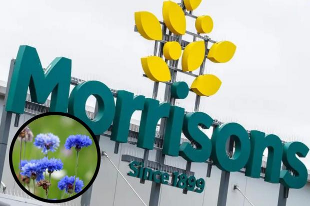 Morrisons is giving away almost 3 million packets of the Queen’s favourite flower seed (PA/Canva)