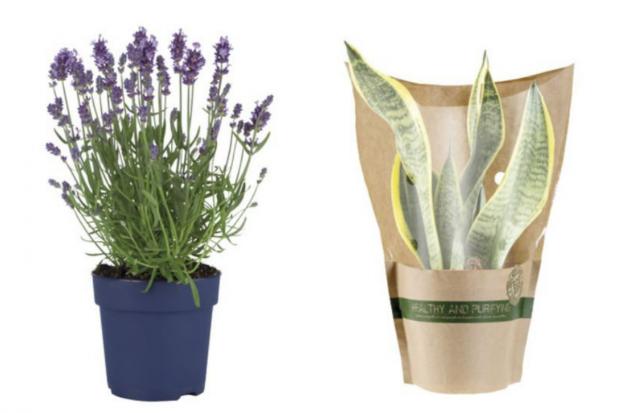 Knutsford Guardian: (Left) English Lavender and (right) Air Purifying Plant (Lidl/Canva)