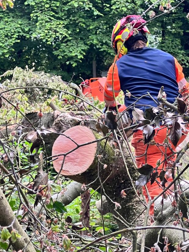 Knutsford Guardian: Tree surgeons fell the 200-year-old Beech tree