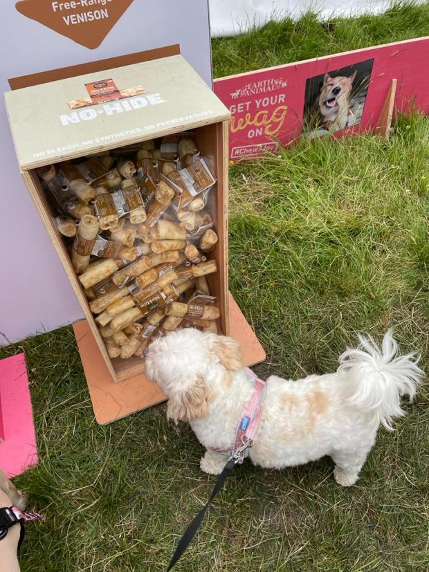 Knutsford Guardian: Rosie picking out her treat at Earth Animal