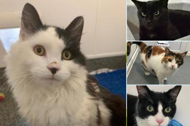 Can you give one of these cats a new home?