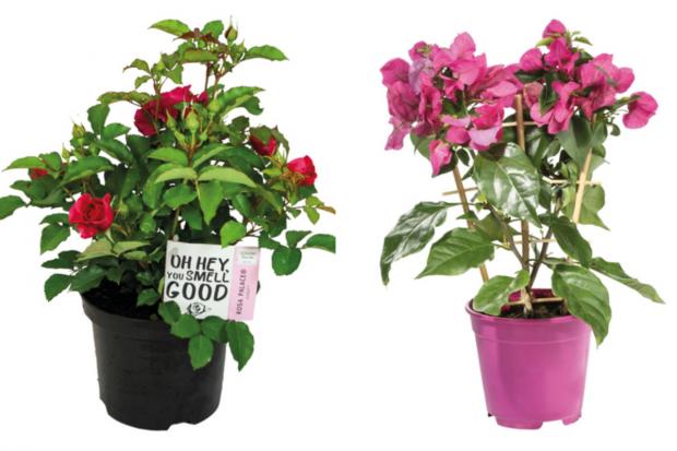 Knutsford Guardian: (left) Garden Rose and (right) Bougainvillea (Lidl/Canva)