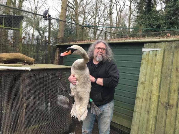Knutsford Guardian: This picture of Ray Jackson with an injured swan was taken before Covid