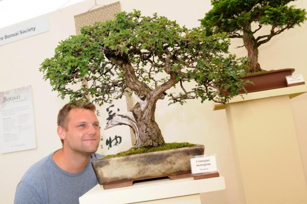 Knutsford Guardian: Matt Wood, membership secretary of Cheshire Bonsai Society at their award-winning display at the RHS Tatton Flower Show