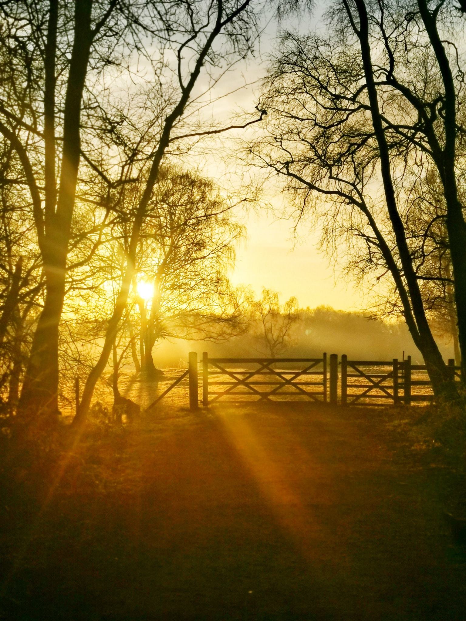 Sunrise at Marbury Park by Patricia Dyson