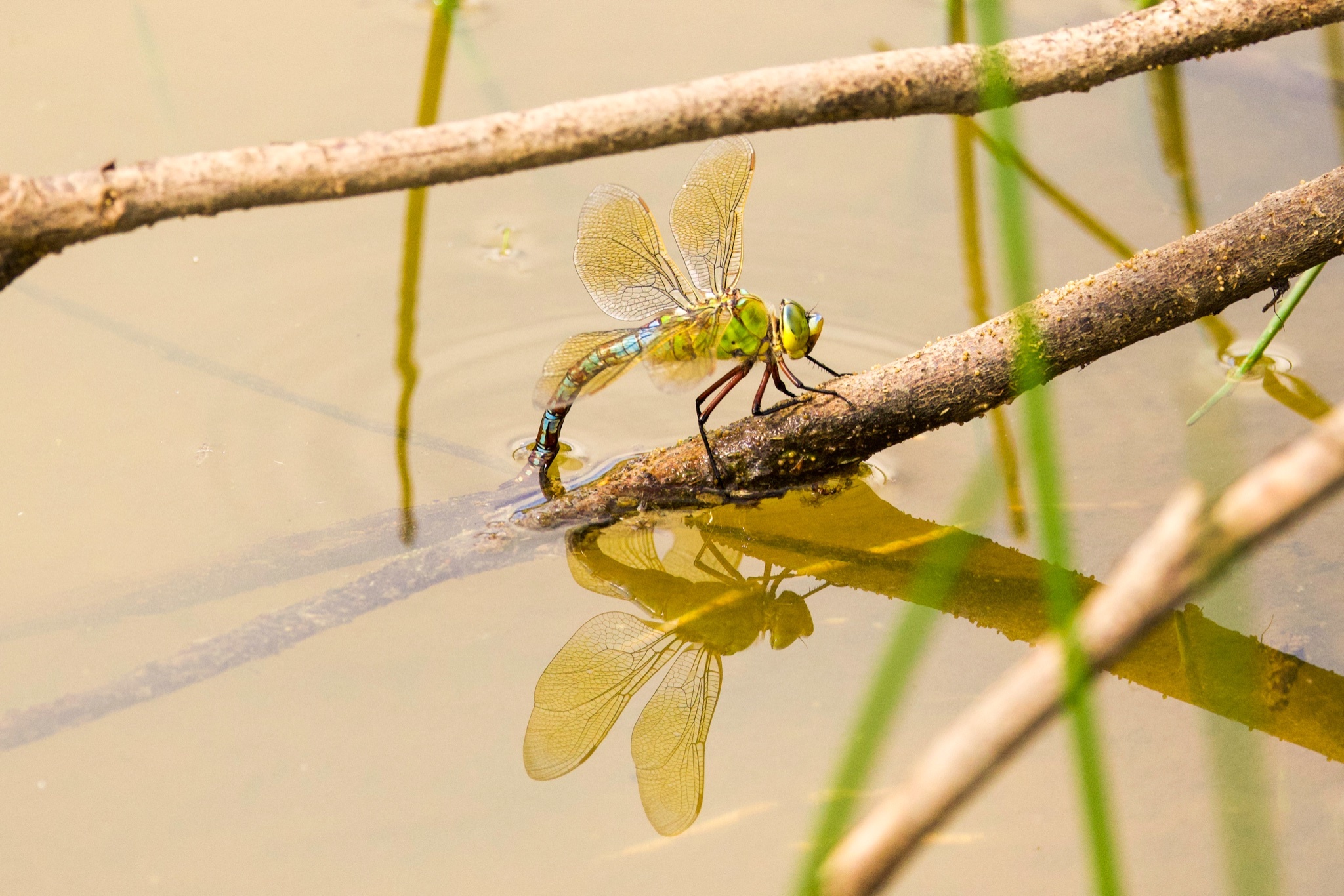 Emperor Dragonfly laying eggs by Heather Wilde