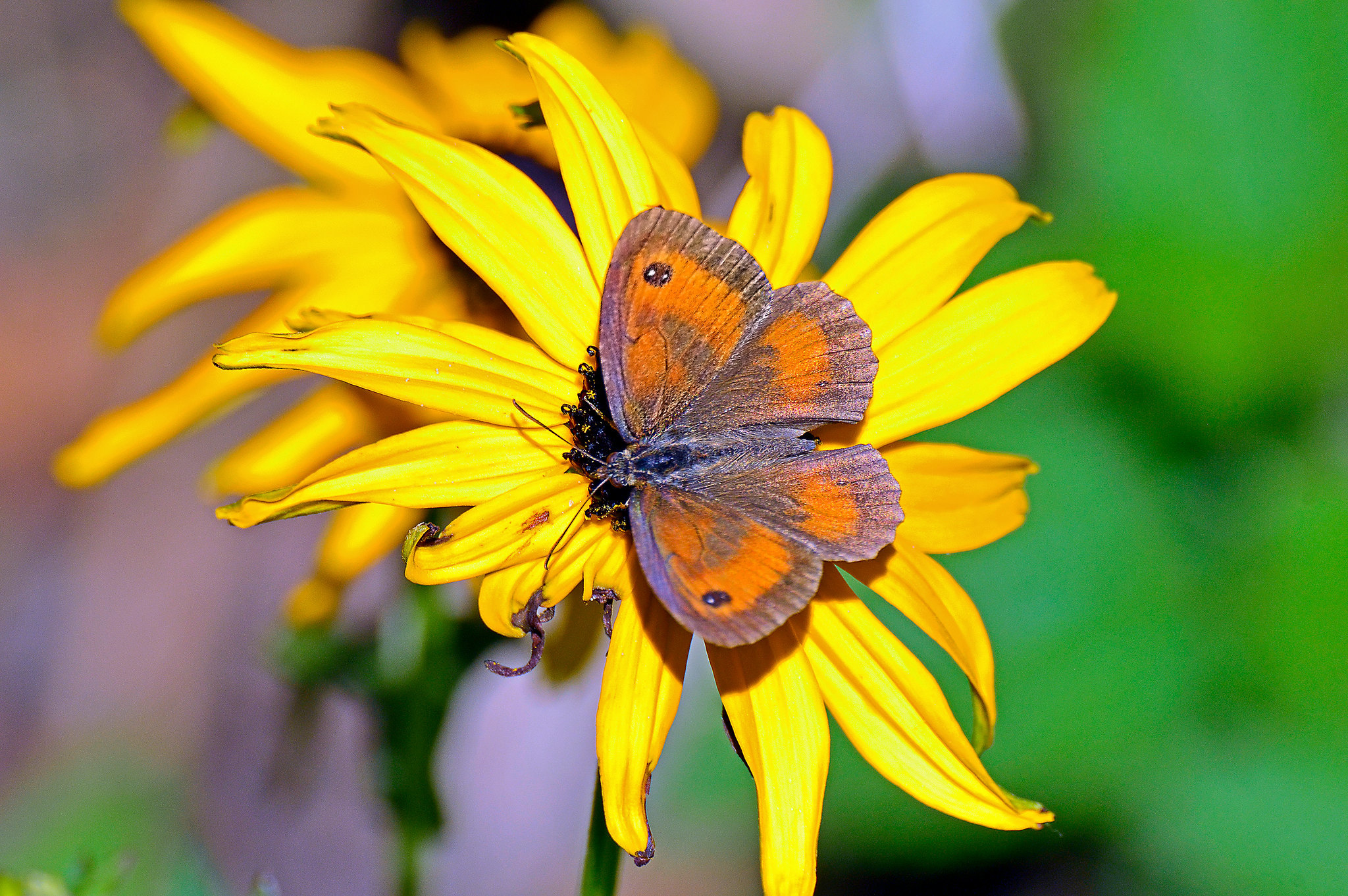 Joy Beresford bright butterfly