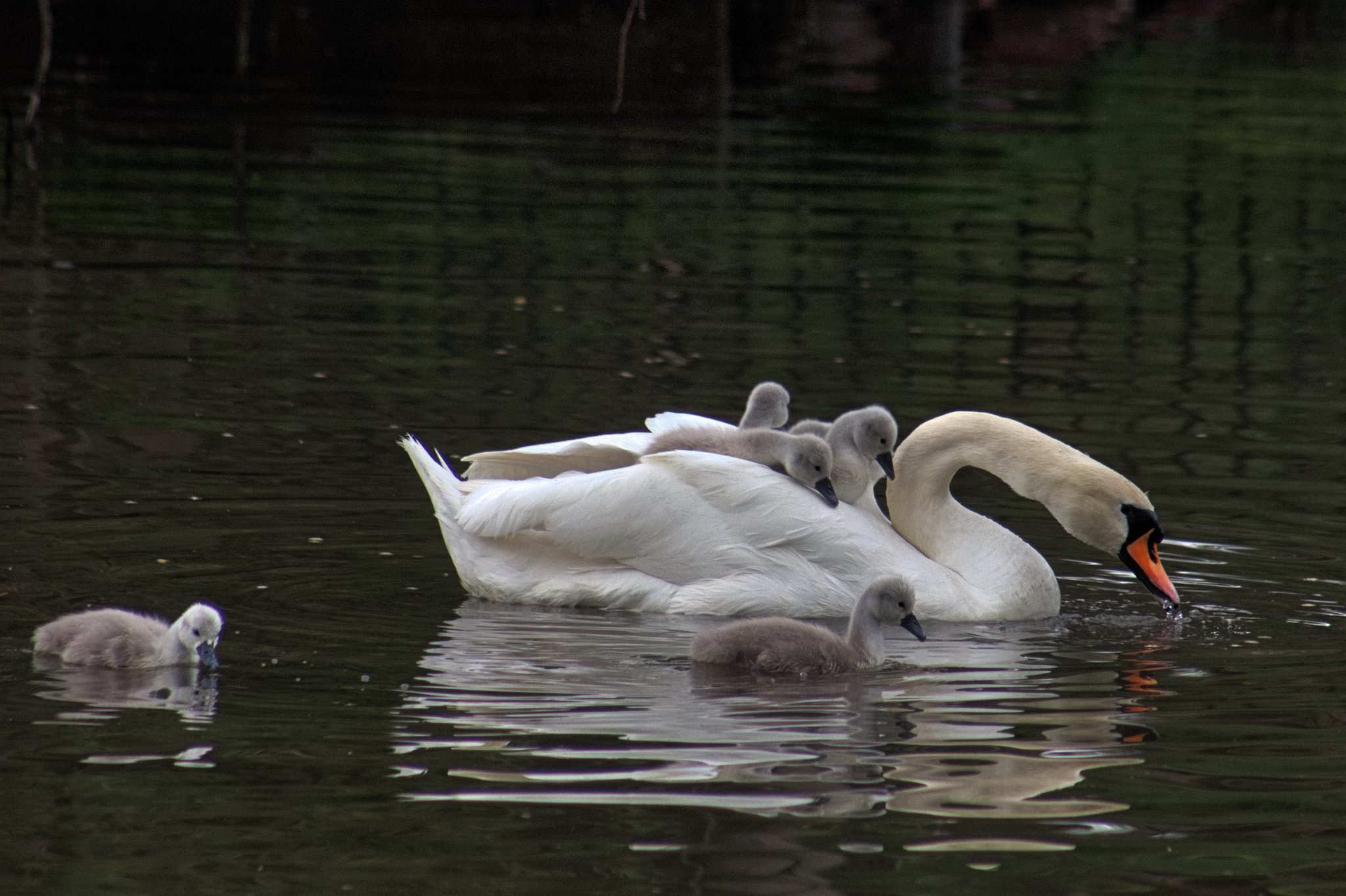 Young cygnets by Harry Tomlinson