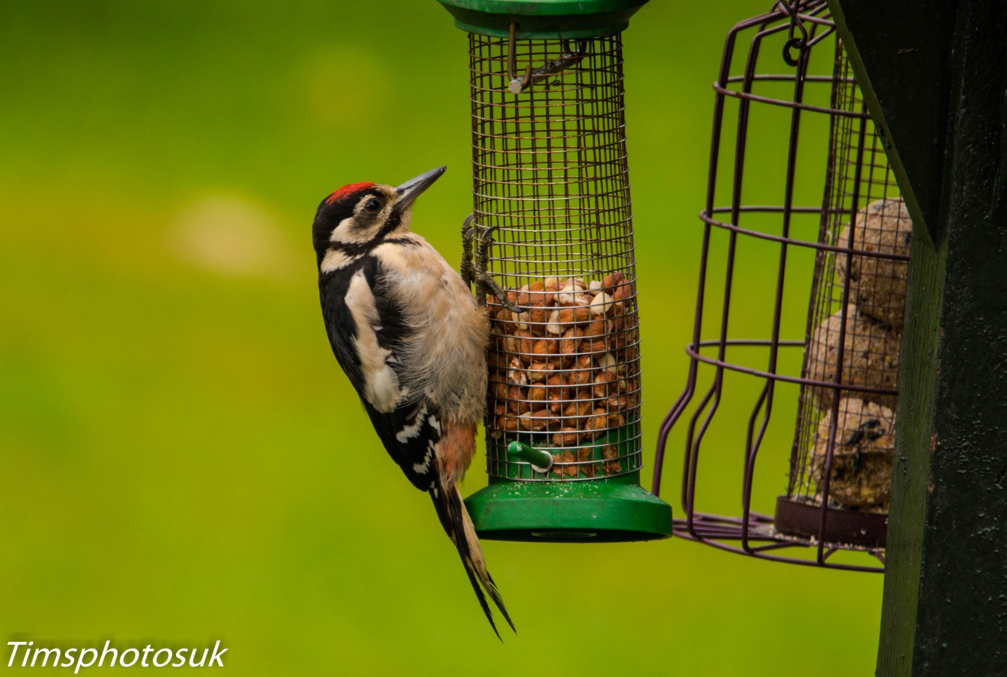 Young great spotted woodpecker by Tim Spruce