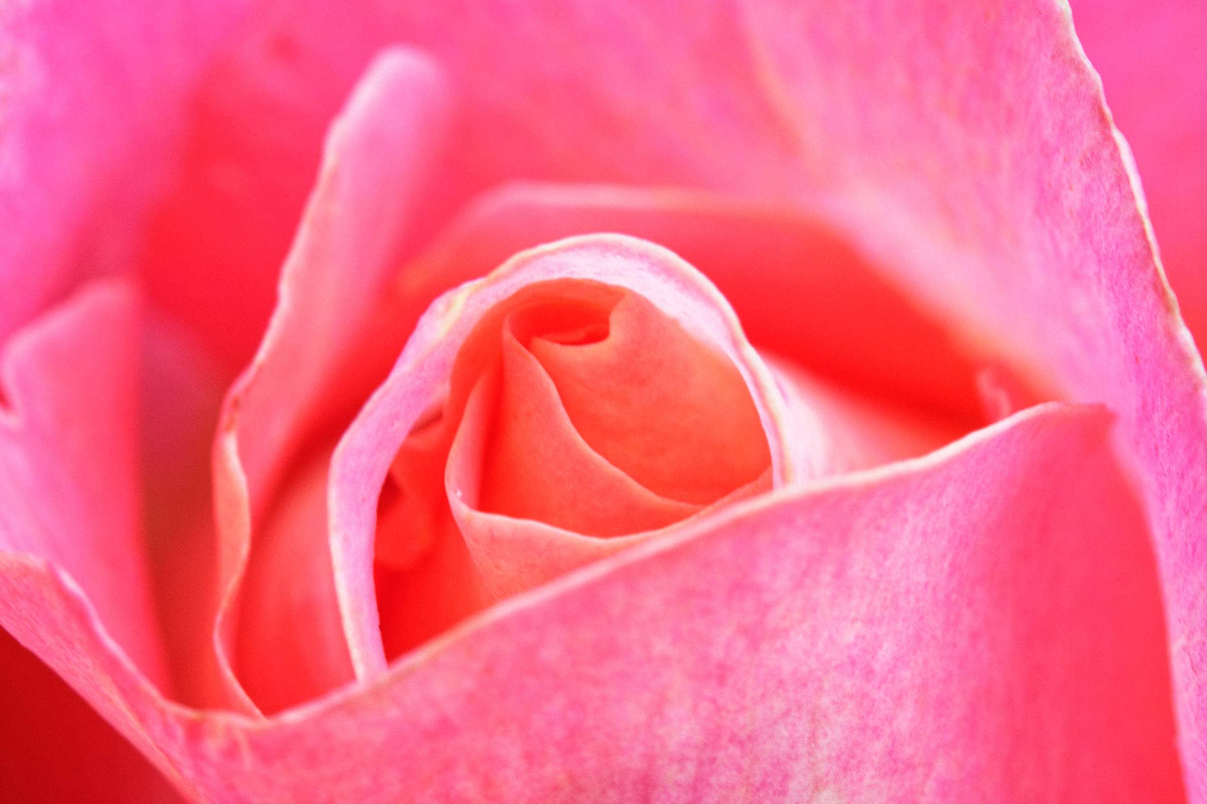A pink rose from Janes Hartford garden