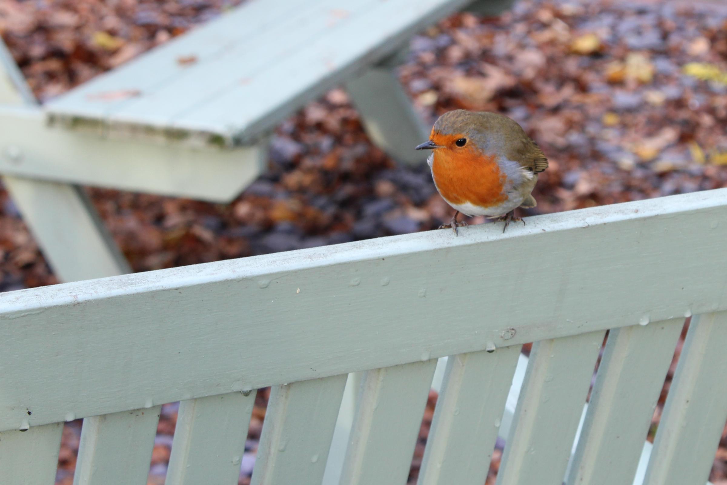 A friendly robin in Whitegate