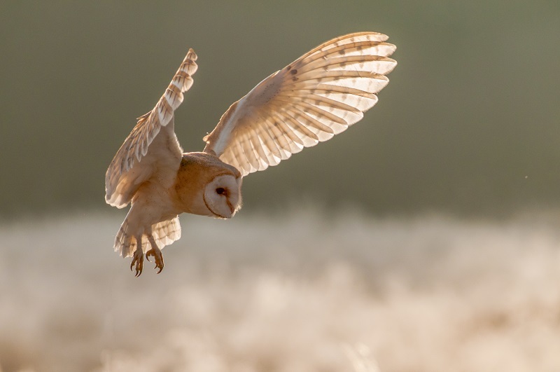 Discover the lives of barn owls at Chester Zoos new 360-degree immersive exhibition all about British Wildlife.