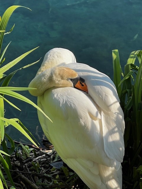 Resting swan at Taylor Park