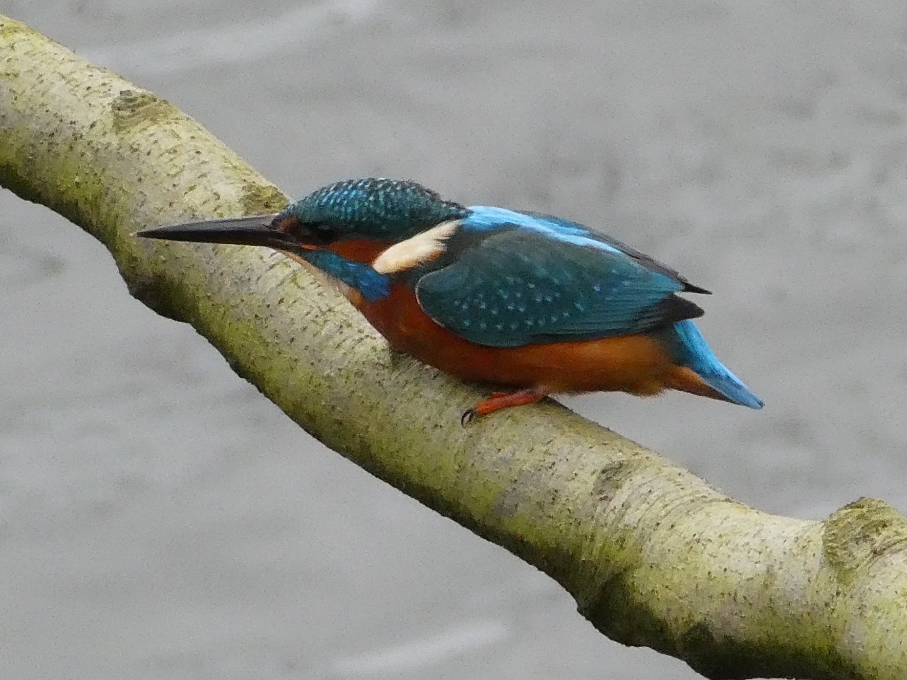 Julies hoping her next kingfisher photo will have a fish in its mouth