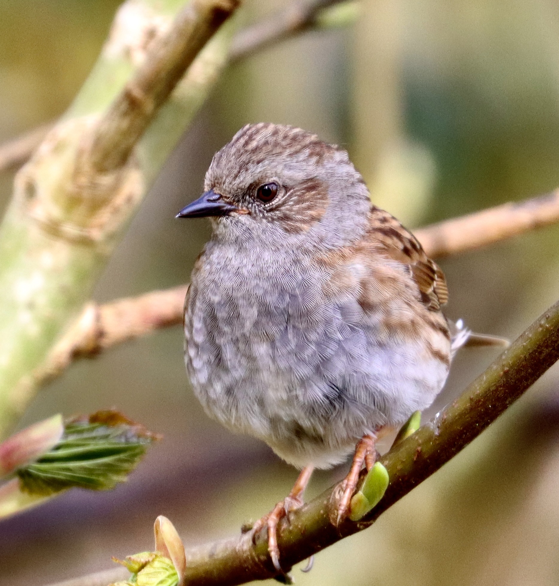 A dunnock in Marbury by Terry Gregory