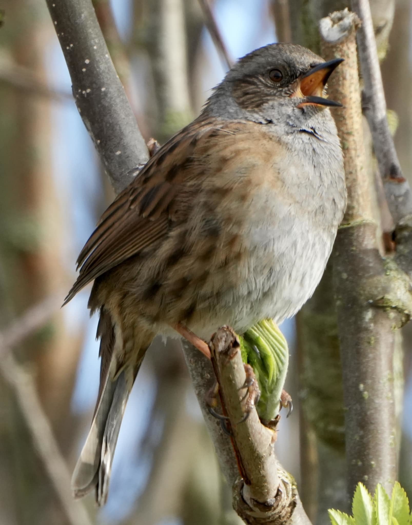 A singing dunnock by Andy Conboy