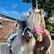 Shetland ponies Danny and Harri dressed as unicorns for a children's birthday party