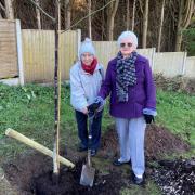 Diane Coulston and June Sherliker, from Crosstown WI,  planting a walnut tree