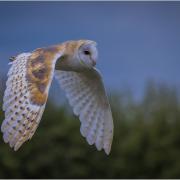 Barn Owl in Flight by Gordon Spruce