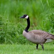 A goose was killed by a freak ball lightning at Booths Park lake