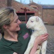 Elly Edwards,  Tatton Park farm assistant with the first spring lamb to be born