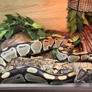 The Royal Python was one of seven snakes taken to Cheshire Reptile Rescue in Knutsford