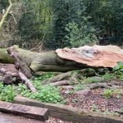 A giant 70-foot Beech tree threatened to crush a classroom at Lower Moss Wood Wildlife Hospital