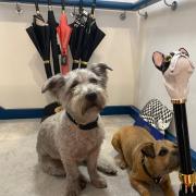 Dogs take a close look at Italian Pasotti umbrellas at Holly Johnson Antiques in Knutsford
