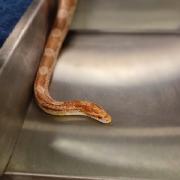 This lost corn snake was found in Wilmslow