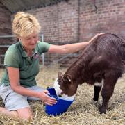 Hetty, a Hereford calf is being hand reared at Tatton Park's rare breed farm after she sadly lost her mum