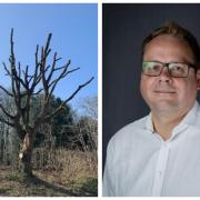 Protection order confirmed after oak tree is pruned 'within an inch of its life'